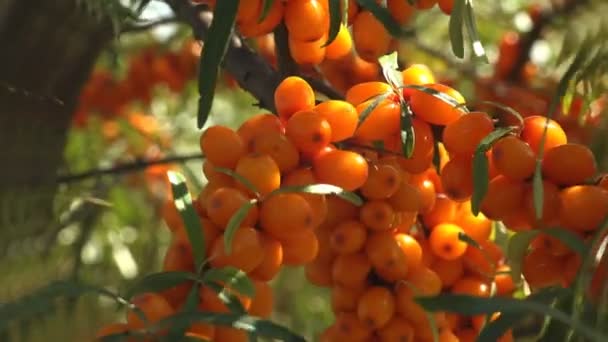 オレンジ健康ベリーの束 長い葉を持つ木の中で大規模な芽を出したヒポパイの果実 海クロウメモドキの属 — ストック動画