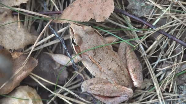 European Common Brown Frog Rana Temporaria Common Frog Sits Yellow — Stock Video