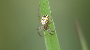 Haşhaş örümceği, Oxyopes sp, çimenlerde oturur. Vahşi hayatta Macro view örümceği