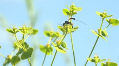 Hymenoptera: Ichneumonidae ve Braconidae. Son derece uzun yumurtlayan böcekler haşhaş familyasındaki çelenklerin ve selandinlerin üzerine yumurtalarını bırakırlar. Vahşi hayatta Macro böceğini görüntüle