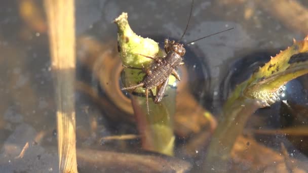 グライラスCampestris またはフィールドクリケット 湿地ジャンプする準備ができてリードに座っている 野生生物のマクロ昆虫を見る — ストック動画