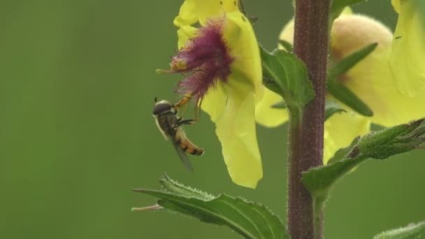 Flor Amarilla Sientan Xanthogramma Pedissequum Una Especie Mosca Voladora Hoverflies — Vídeos de Stock