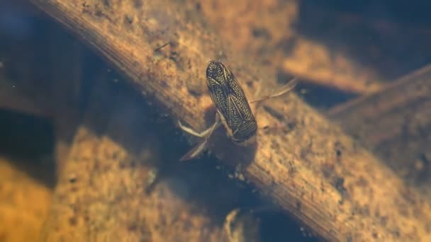 Sigara Striata Hesperocorixa Corixidae Είναι Υδρόβια Έντομα Κατά Σειρά Hemiptera — Αρχείο Βίντεο