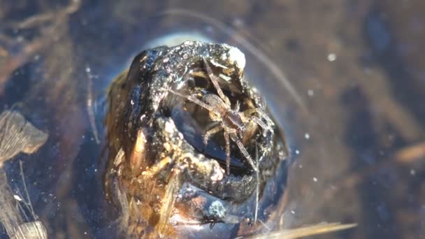 沼の葦の芽の近くに座っている 野生動物におけるクモのマクロビュー — ストック動画