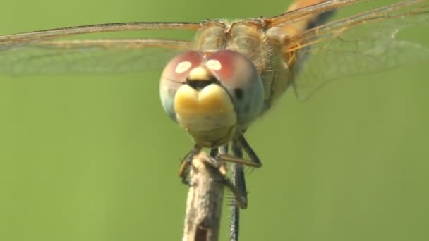 Retrato Libélula Ordem Odonata Sentado Caule Seco Grama Fundo Verde — Vídeo de Stock