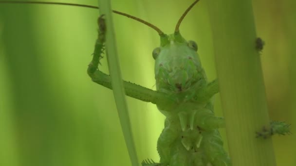 Rood Tettigonia Viridissima Wielki Zielony Krzak Świerszcz Jest Duże Gatunki — Wideo stockowe