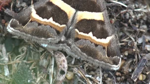 Chlupatý Motýl Splývá Prostředím Které Leží Zemi Zobrazit Makro Hmyz — Stock video