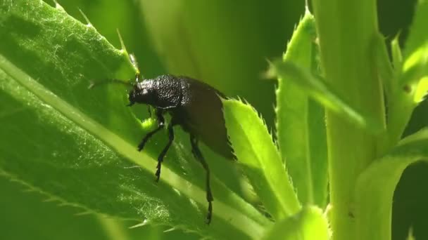 Darkling Beetle Chancelant Dans Vent Alphitobius Tenebrionidae Alphitobiini Cachaient Dans — Video