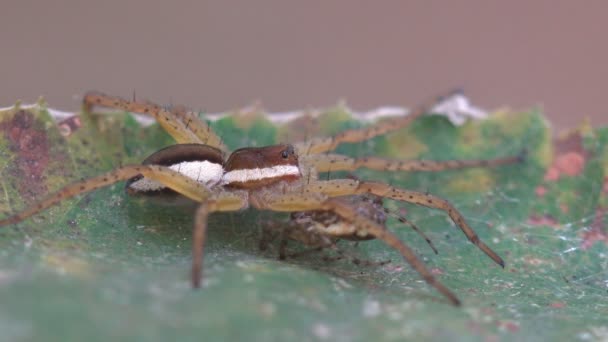 Трава Павук Agelenopsis Сидить Траві Павук Макрозою Дикій Природі — стокове відео