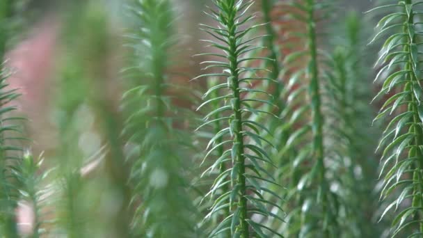 Mossen Zijn Kleine Bloemloze Planten Die Meestal Groeien Dichte Groene — Stockvideo
