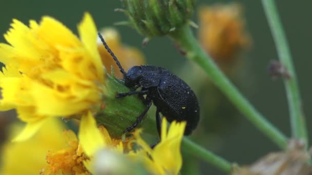 Darkling Beetle Alphitobius Tenebrionidae Alphitobiini Siedzi Żółtej Łodydze Kwiatu Zobacz — Wideo stockowe