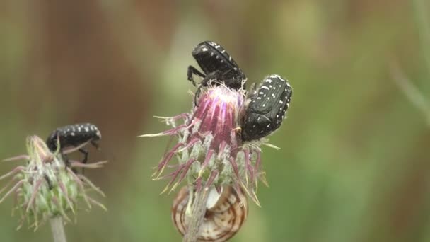 Oxythyrea Funesta Coléoptère Activement Mouvement Assis Sur Bourgeon Fleur Sauvage — Video