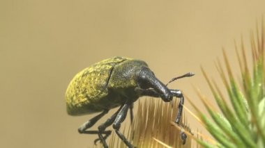Vahşi yaşamdaki böceklerin makro görüntüsü. Curculionidae, Lixus concavus - rhubarb weevil, rhubarb curculio devedikeni tomurcuğunun yeşil yaprağına oturur.