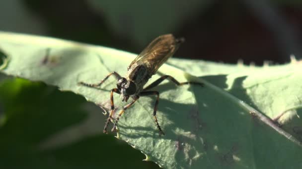 ビッグ アシリアス アサシン フライ毛深いゴムが緑の目で飛びます待ち伏せの葉に座って 別の昆虫を待っています — ストック動画