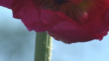 Yabani bir çiçeğin içindeki Arı (odak dışı) türleri Malva Moschata, Musk Mallow veya Musk-Mallow, Malvaceae familyasından bir türdür.