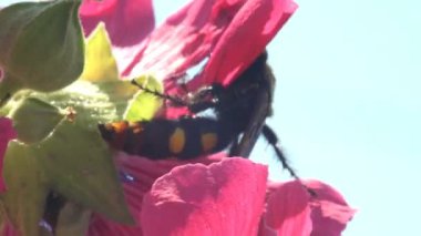 Güçlü rüzgar. Crabronidae familyasından Sphecius Specosus, Malva Moschata, Musk-Mallow veya Musk-Mallow, ağustos böceği katili veya ağustos böceği şahini türünde bir türdür.