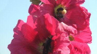 Güçlü rüzgar. Crabronidae familyasından Sphecius Specosus, Malva Moschata, Musk-Mallow veya Musk-Mallow, ağustos böceği katili veya ağustos böceği şahini türünde bir türdür.