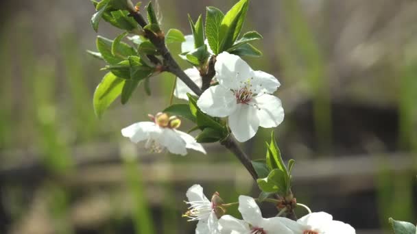 Visa Runt Vita Blommor Ett Äppelträd Med Rosa Knoppar Svingar — Stockvideo