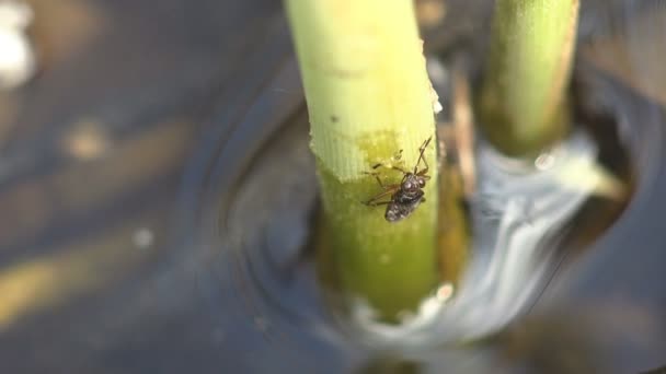 长着大眼睛的幼虎甲虫在一片森林的沼泽地里沿着绿色的芦苇发芽而去 从野生动物的角度看待宏观 — 图库视频影像