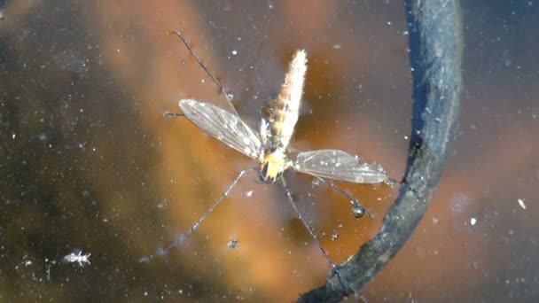 Tote Motte Mit Ausgebreiteten Flügeln Auf Der Wasseroberfläche Grüne Oberfläche — Stockvideo