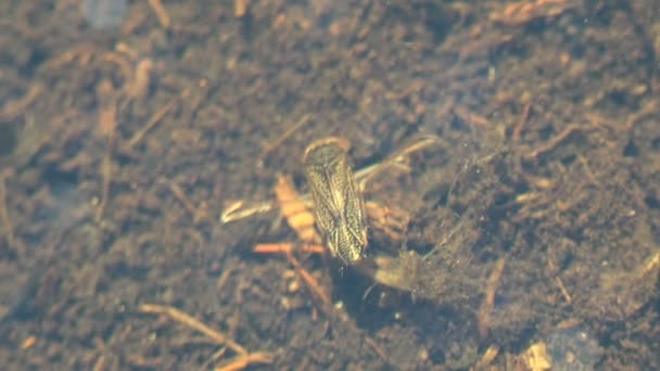 Sigara Striata Hesperocorixa Corixidae Crustacea Dan Chironomids Underwater Lihat Serangga — Stok Video