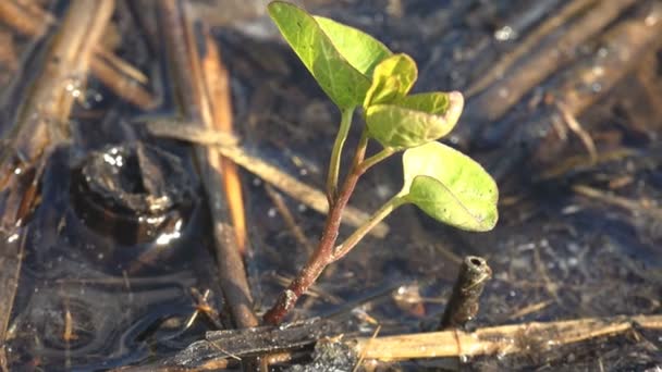 Brotos Verdes Vida Entre Águas Rasas Pântano Florestal Ver Vida — Vídeo de Stock