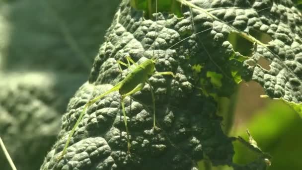 Long Horned Grasshopper Або Katydid Elongated Antenna Переміщується Листочку Бурдоку — стокове відео