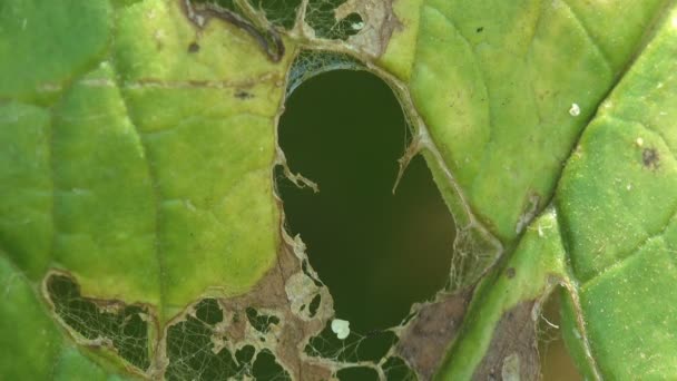 Μεγάλο Πράσινο Φύλλο Κολλιτσίδας Τρύπες Από Έντομα Μονάδα Μακροσκοπικής Απεικόνισης — Αρχείο Βίντεο