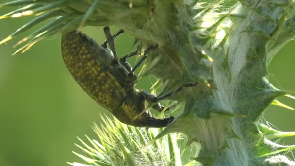Rebarbara Weevil Curculionidae Lixus Concavus Rhubarb Curculio Kúszik Zöld Rügyű — Stock videók