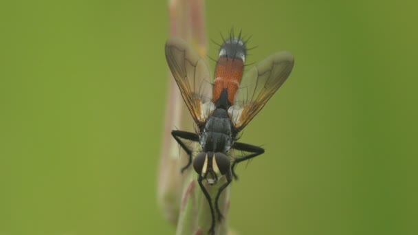 Tachinidae Trichopoda Pennipes Fjäderbenad Fluga Sitter Grön Grässtam Grön Bakgrund — Stockvideo