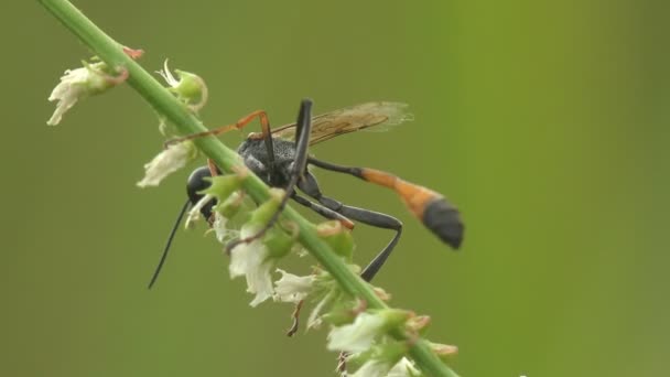 Ichneumonidae Darwin Vespas Uma Família Vespas Parasitóides Dentro Ordem Insetos — Vídeo de Stock