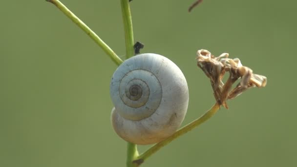 Lumaca Terrestre Molluschi Gasteropodi Terrestri Seduti Germogli Secchi Con Semi — Video Stock