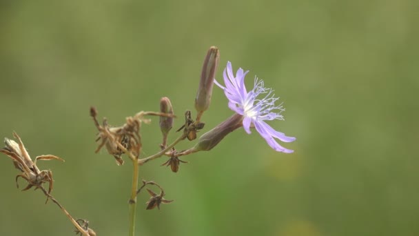 Déplacement Autour Une Fleur Sauvage Pourpre Dans Pré Vert Observation — Video