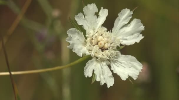 Flor Blanca Con Cinco Pétalos Estanca Brisa Veraniega Mosca Diptera — Vídeo de stock