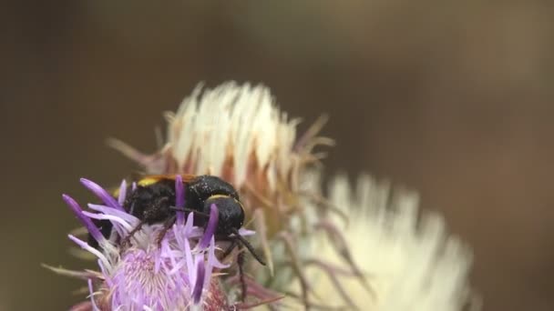 キカダキラー クラブロニダエ科またはセミタカ科のスフェキウス属は アザミウマの野生の花の芽の上に座って 大きなダイガーワスプ種です マクロビュー野生動物の昆虫 — ストック動画