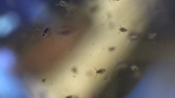 Daphnia Magna Невелика Планктонна Раковина Інші Дрібні Ракоподібні Воді Мілкого — стокове відео