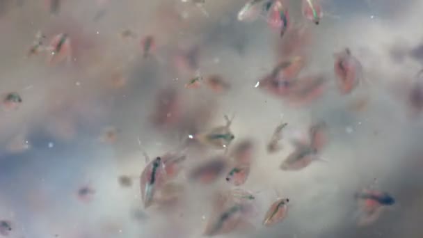 大型蚤 Daphnia Magna 是一种小型的浮游甲壳类动物和其他小型甲壳类动物 生活在平静的浅水沼泽中 在干燥的海藻中快速运动 形成混沌 水下巨浪 — 图库视频影像