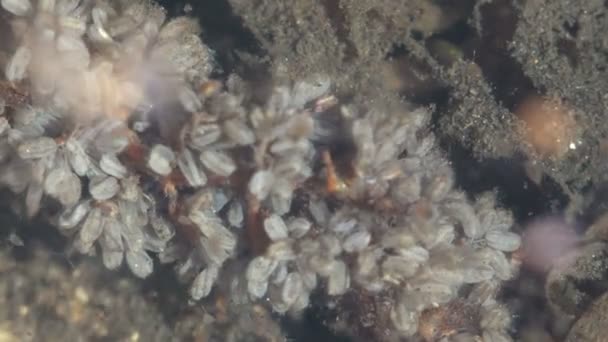 Κινούμενα Γρήγορα Daphnia Magna Δημιουργώντας Χάος Καρκινοειδή Στο Νερό Του — Αρχείο Βίντεο