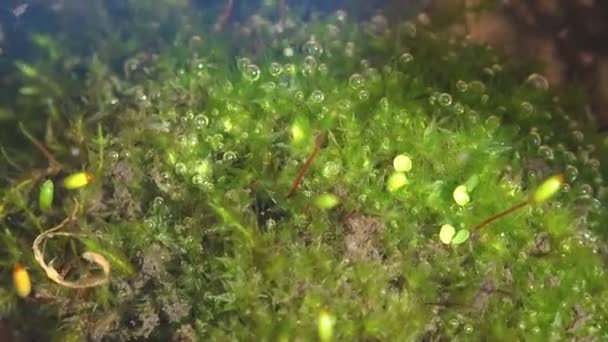 Daphnia Magna Que Mueve Rápidamente Creando Caos Pequeño Crustáceo Planctónico — Vídeo de stock