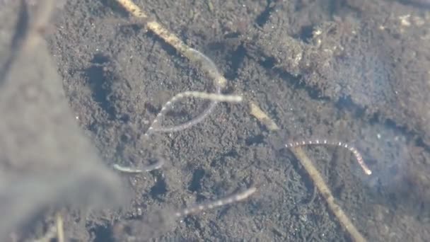 チベックス Tubifex 下水道線の堆積物を生息させるチベティッド アニリッドの国際的な属である 水中で野生動物のマクロな水生昆虫を見る — ストック動画