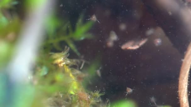 Daphnia Magna Die Snel Beweegt Chaos Creëert Kleine Planktonische Schaaldieren — Stockvideo