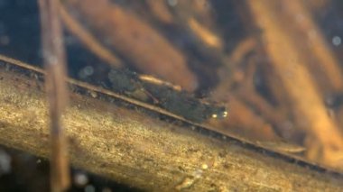Caddisfly, ya da Trichoptera sipariş ormanda küçük bir bataklık boyunca sürünerek, yiyecek aramak - diğer böcekler. Suyun altında makro böceği görüntüle