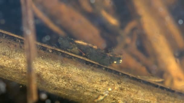 キャディスフライ または注文Trichoptera森の小さな沼の底に沿って 食品を探してクロール 他の昆虫 水中のマクロ昆虫を見る — ストック動画