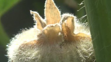 Bud, bir kutu yabani bitki, kır çiçeği, çayırdaki tohumlar.