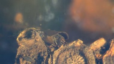 Caddisfly, ya da Trichoptera 'nın ormandaki küçük bir bataklığın dibinde oturup çürük bir dalı yemesini emretmek. Suyun altındaki böceklerin makro görünümü
