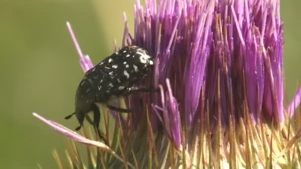 Cotinis Nitida Yeşil Haziran Böceği Haziran Böceği Haziran Böceği Scarabaeidae — Stok video