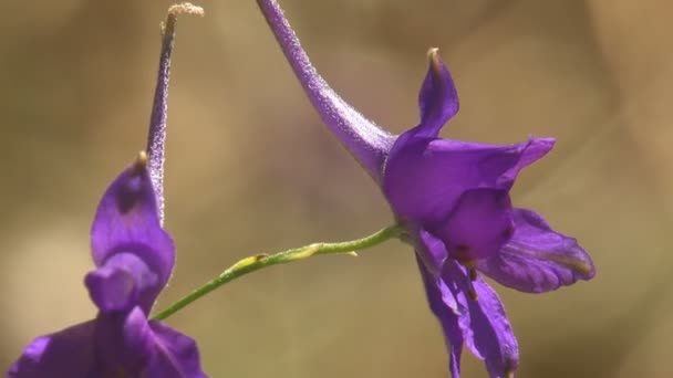 緑を背景に風に鐘型の紫色の花茎を出します 野生動物のマクロの表示 — ストック動画