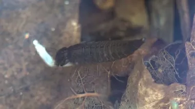 Nymph, Dragonfly larvası orman bataklığının sığ sularında çürük yaprakların arasında çenesinde canlı yiyecekler bulunduruyor. Vahşi doğada sualtına bak