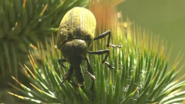 Curculionidae, Lixus concavus - rhubarb weevil, rhubarb curculio yeşil deve yaprağı tomurcuğunun üzerinde oturur. Vahşi yaşamdaki böceklerin makro görünümü