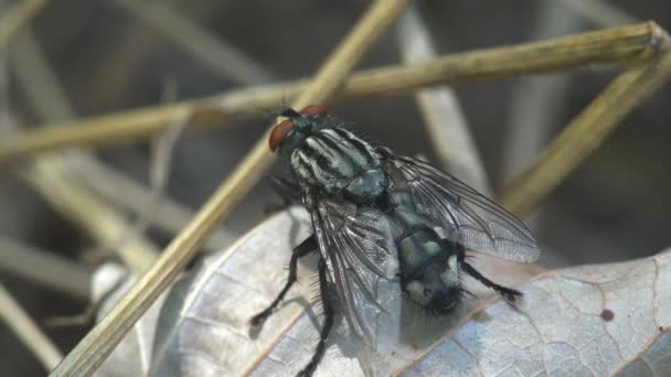 Diptera Tachinidae Carcelia Tachina Vuela Insecto Sienta Una Hoja Seca — Vídeo de stock